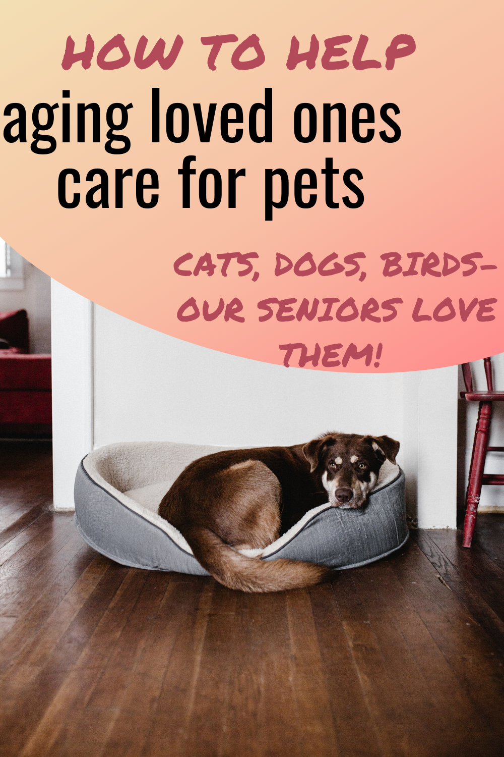 Easy Pet Care for Seniors